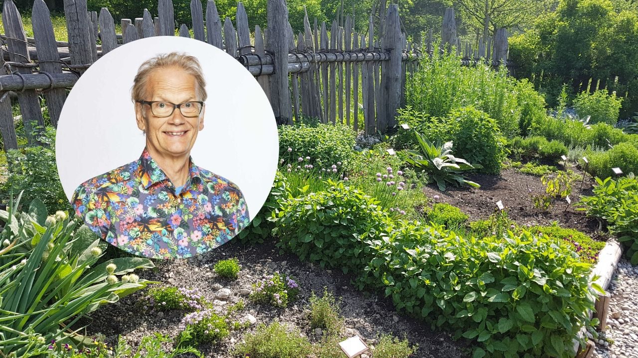 Peter Wilhelmsson i örtträdgård